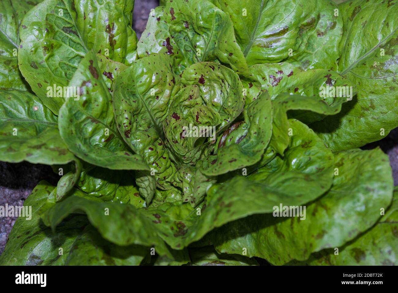 Sommersprossen-Salat, Bindsallat (Lactuca sativa) Stockfoto
