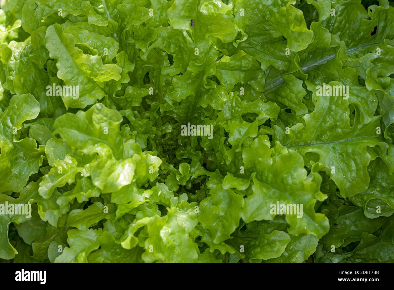 Die ala-d-Bowl" Salat, Sallat (Lactuca sativa) Stockfoto