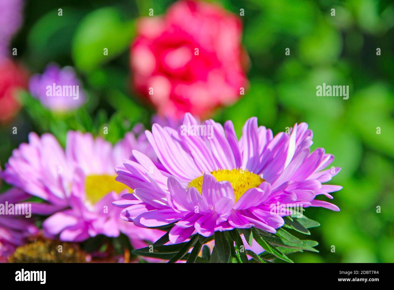 Violett aster Blühen in den Hof im September hautnah. Herbstliche Blumen. Helle Blüten von astern Nahaufnahme. Stockfoto