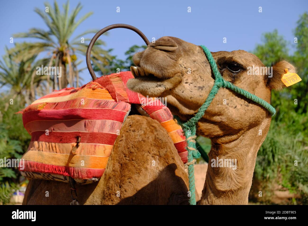 Marokko Marrakesch - Portrait Foto Dromedary - Kamelus dromedarius - Kamel Stockfoto