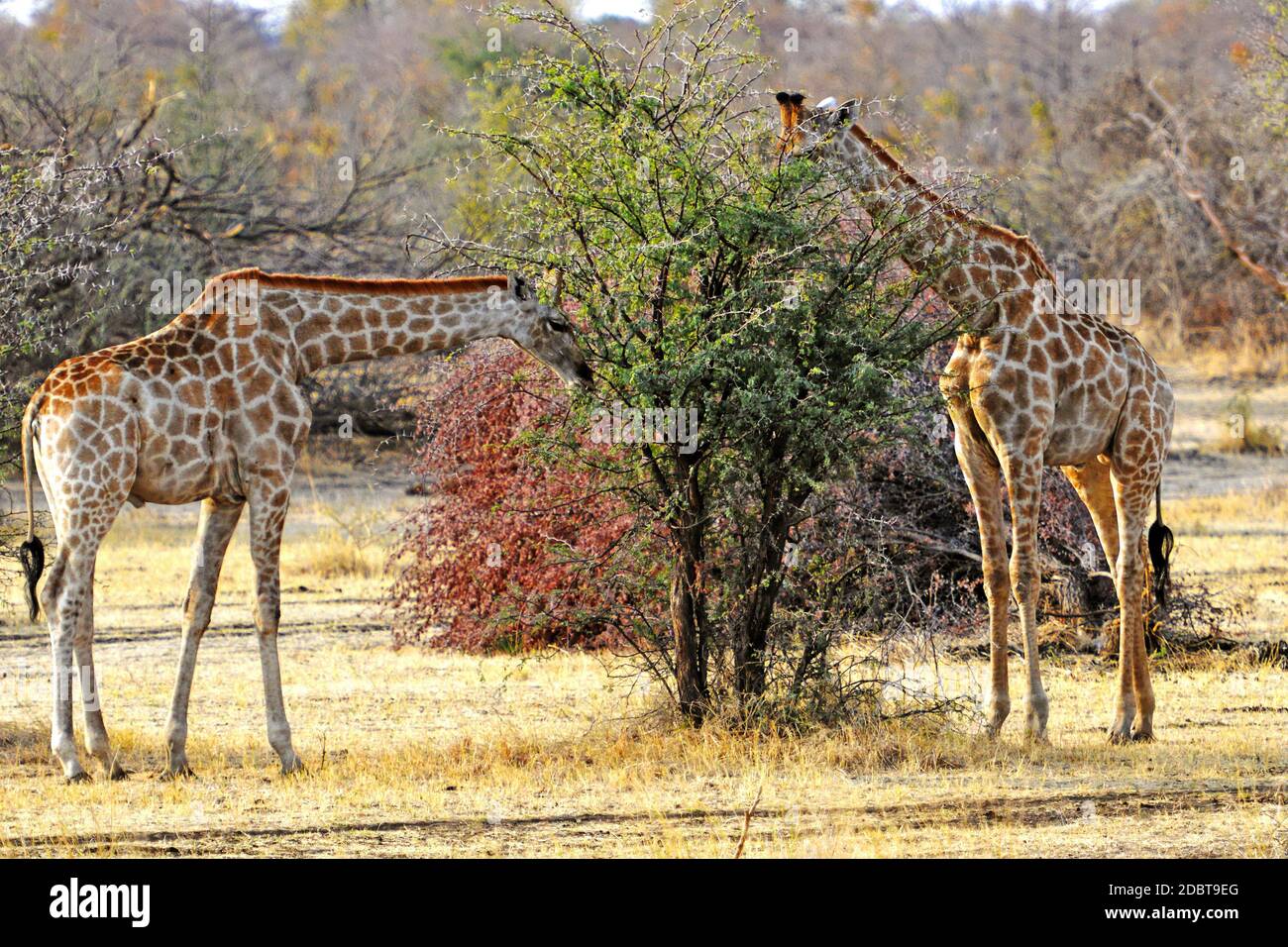 Giraffen essen im Mahango Park in Namibia Stockfoto
