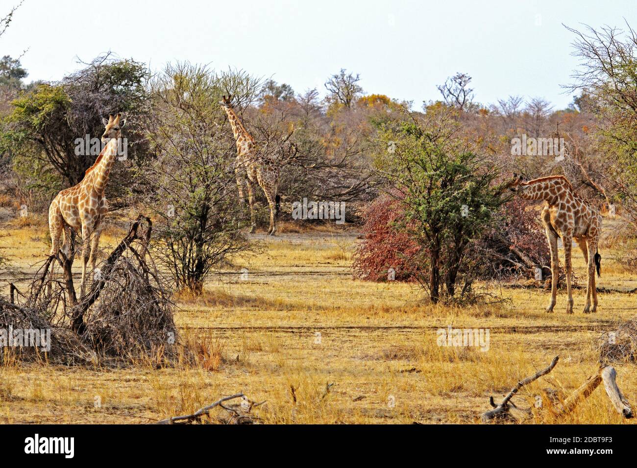 Giraffen essen im Mahango Park in Namibia Stockfoto