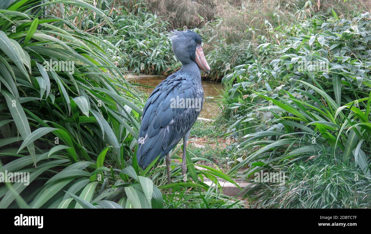 Der Schuhreif, Balaeniceps rex, auch bekannt als Walkopf, Walkopfstorch oder Schuhrichstorch, ist ein sehr großer Storch wie Vogel. Sie lebt in tropischen Stockfoto