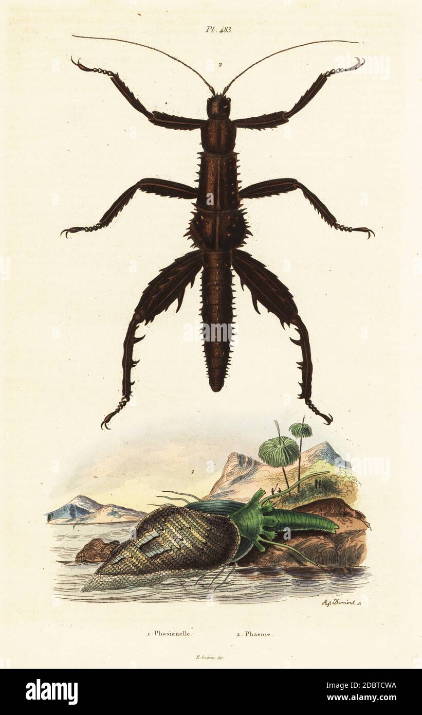 Dorniger Teufel-Spazierstock, Eurycantha horrida und australische Fasan-Muschel, Phasianella australis (Phasianella bulimoides). Phasianelle, Phasme. Handkolorierter Stahlstich von August Dumenil aus Felix-Edouard Guerin-Menevilles Dictionnaire Pittoresque d'Histoire Naturelle (Picturesque Dictionary of Natural History), Paris, 1834-39. Stockfoto