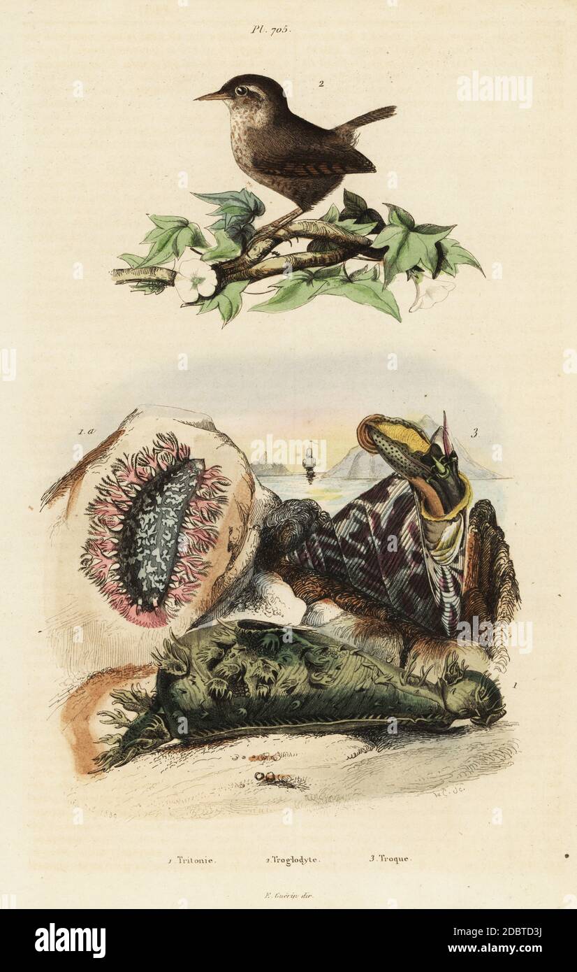 Eurasischer Zaunkönig, Troglodytes troglodytes 2, Nil Toppsail, Rochia nilotica (Trochus niloticus) 3 und dendronotid nudibranch Sea slug, Tritonia hombergii 1. Handkolorierter Stahlstich von Varin aus Felix-Edouard Guerin-Menevilles Dictionnaire Pittoresque d'Histoire Naturelle (Picturesque Dictionary of Natural History), Paris, 1834-39. Stockfoto