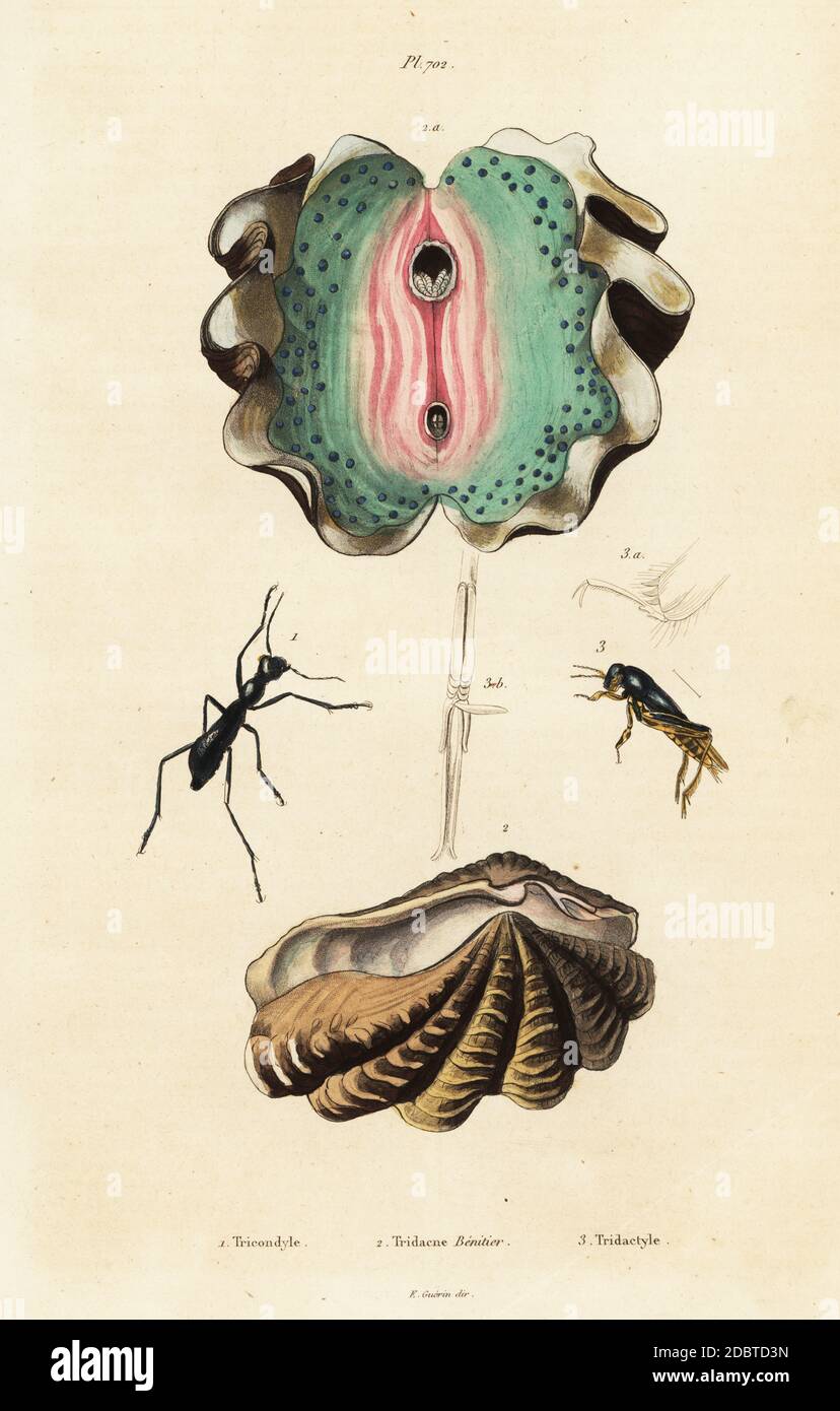 Riesenmuschel, Tridacna gigas und Käfer, Tricondyla aptera, Xya variegata (Tridactylus variegatus). Handkolorierter Stahlstich aus Felix-Edouard Guerin-Menevilles Dictionnaire Pittoresque d'Histoire Naturelle, Paris, 1834-39. Stockfoto