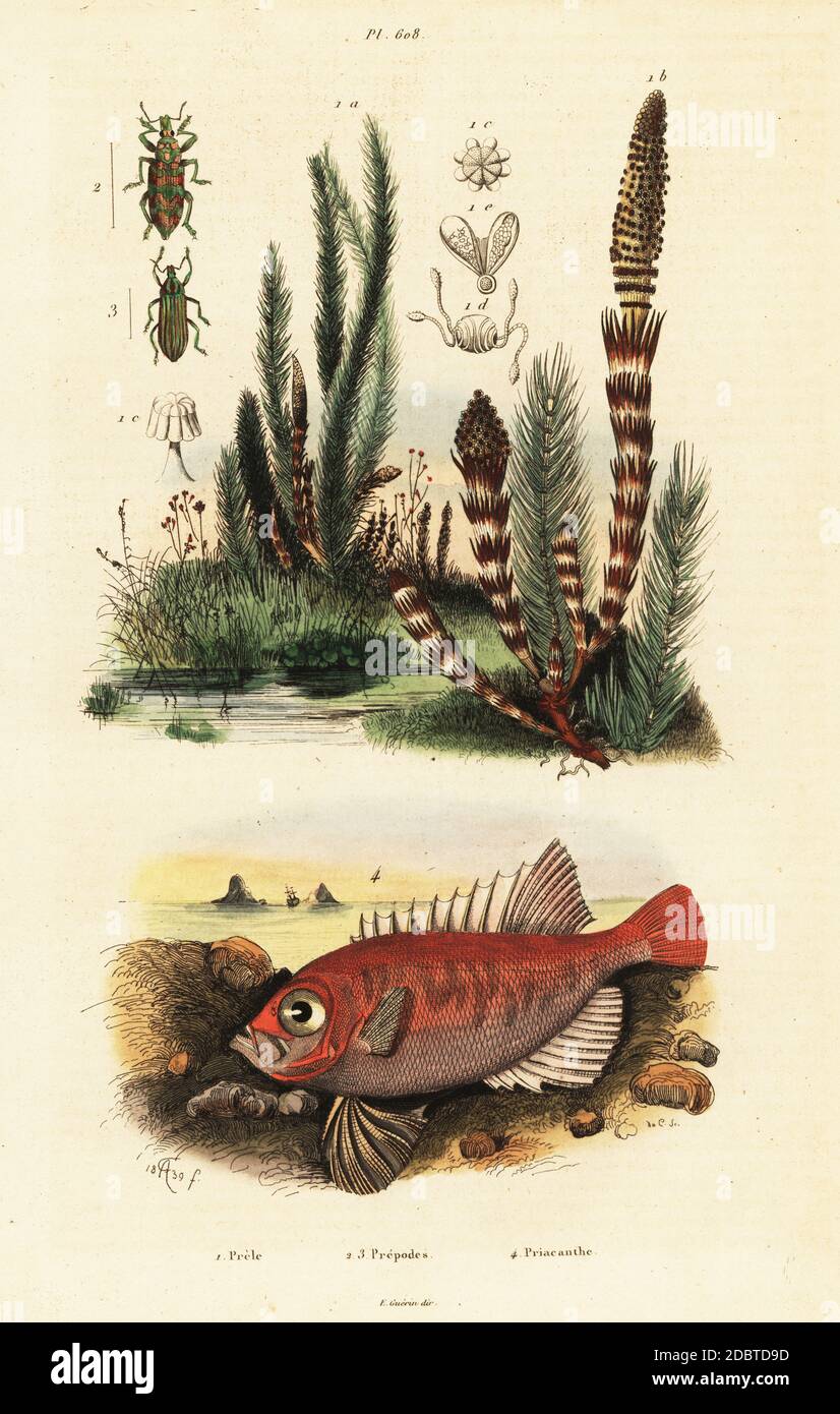 Langfinnige Bullseye, Cookeolus japonicus, Priacanthus japonicus, Wasserachsetail, Equisetum fluviatile, weevil, Prepodes spectabilis. Handkolorierter Stahlstich von du Casse nach einer Illustration von Adolph Fries aus Felix-Edouard Guerin-Menevilles Dictionnaire Pittoresque d'Histoire Naturelle (Picturesque Dictionary of Natural History), Paris, 1834-39. Stockfoto
