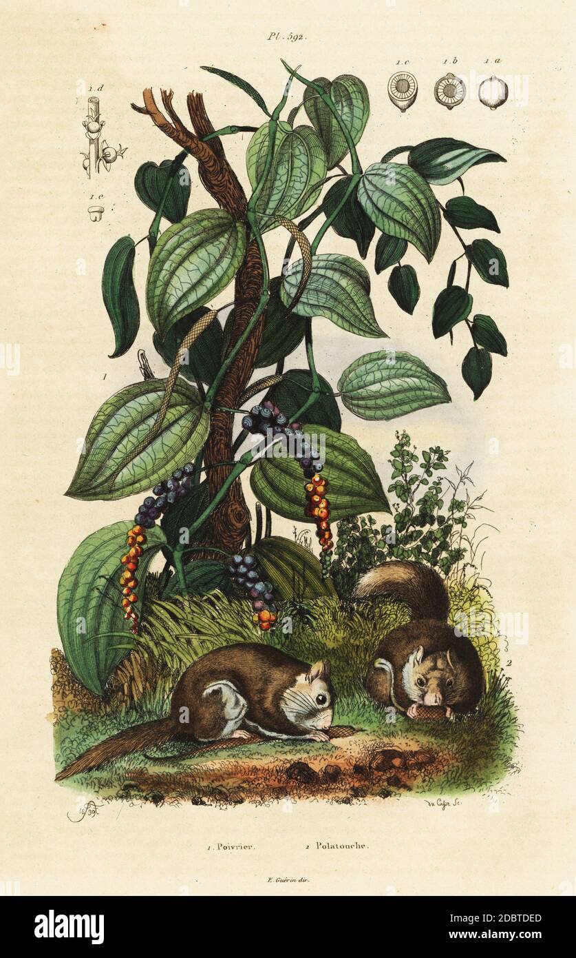 Schwarzer Pfeffer, Piper nigrum und südliches fliegendes Eichhörnchen oder Assapan, Glaucomys volans (Pteromys volucella). Handkolorierter Stahlstich von du Casse nach einer Illustration von Adolph Fries aus Felix-Edouard Guerin-Menevilles Dictionnaire Pittoresque d'Histoire Naturelle (Picturesque Dictionary of Natural History), Paris, 1834-39. Stockfoto
