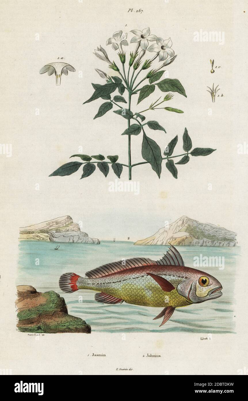 Jasmin, Jasminum officinale und Bigeye Croaker, Pennahia anea, Johnius aeneus. Handkolorierter Stahlstich von Pedretti nach einer Illustration von Acarie Baron aus Felix-Edouard Guerin-Menevilles Dictionnaire Pittoresque d'Histoire Naturelle (Picturesque Dictionary of Natural History), Paris, 1834-39. Stockfoto