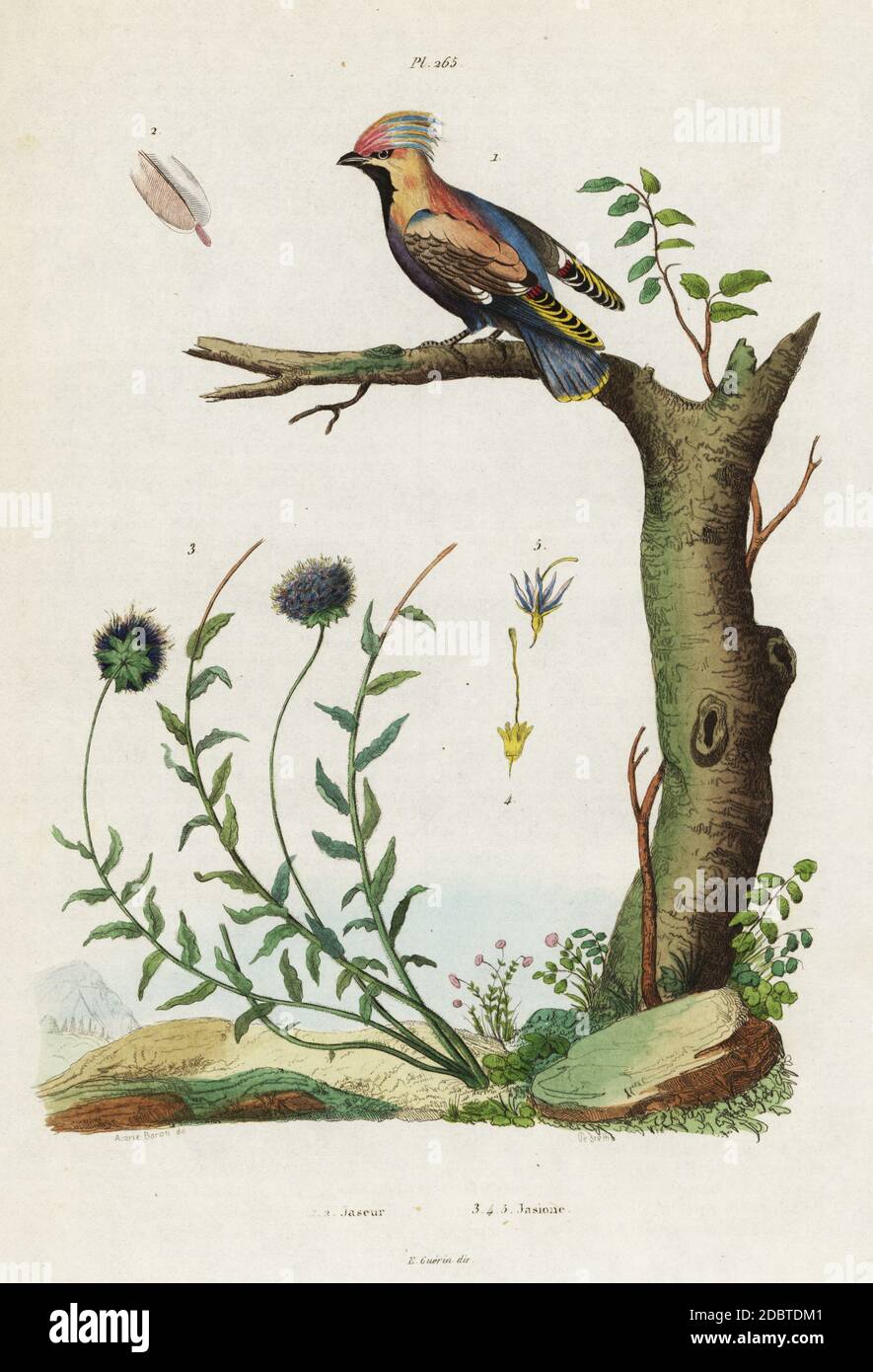 Bohemian Wachsflügel, Bombycilla garrulus, und Schafsbissen, Jasione montana. Jaseur, Jasione. Handkolorierter Stahlstich von Pedretti nach einer Illustration von Acarie Baron aus Felix-Edouard Guerin-Menevilles Dictionnaire Pittoresque d'Histoire Naturelle (Picturesque Dictionary of Natural History), Paris, 1834-39. Stockfoto