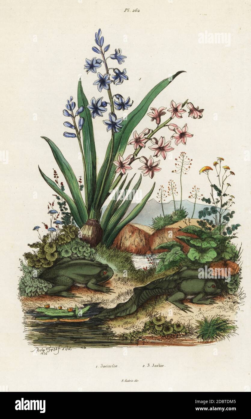 Gartenhyazinthe, Hyacinthus orientalis 1 und paradoxer Frosch, Pseudis paradoxa (Rana paradoxa) 2. Jacinthe, Jackie (Grenouille). Handkolorierter Stahlstich nach einer Illustration von Adolph Fries aus Felix-Edouard Guerin-Menevilles Dictionnaire Pittoresque d'Histoire Naturelle (Picturesque Dictionary of Natural History), Paris, 1834-39. Stockfoto