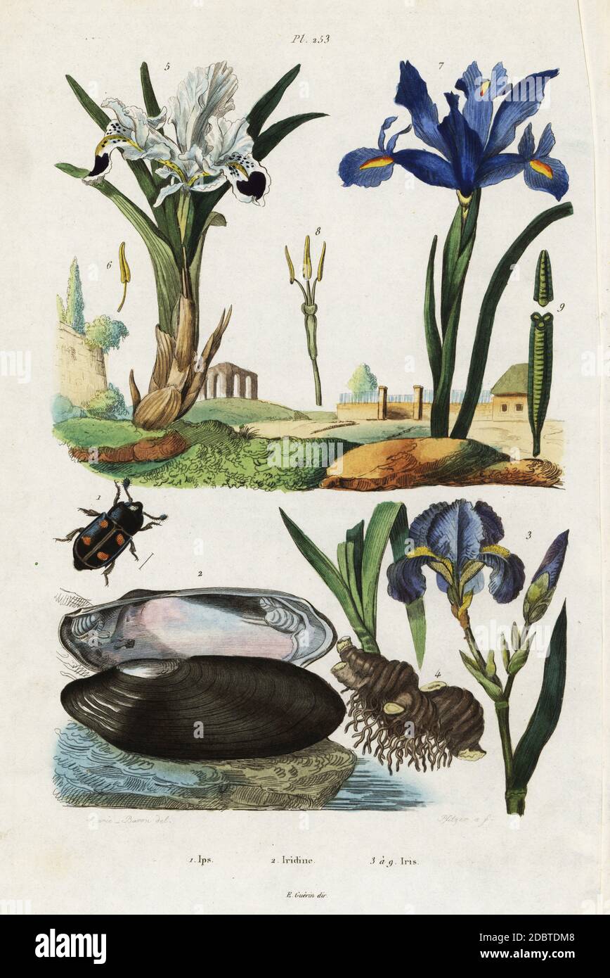 Engraver Käfer, IPS quadripunctata 1, Muschel, Iridina exotica 2, bärtige Iris, Iris germanica 3, persische Iris, Iris persica 5, Spanische Iris, Iris xiphium 7. Ips, Iridin, Iris. Handkolorierter Stahlstich nach einer Illustration von Acarie Baron aus Felix-Edouard Guerin-Menevilles Dictionnaire Pittoresque d'Histoire Naturelle (Picturesque Dictionary of Natural History), Paris, 1834-39. Stockfoto