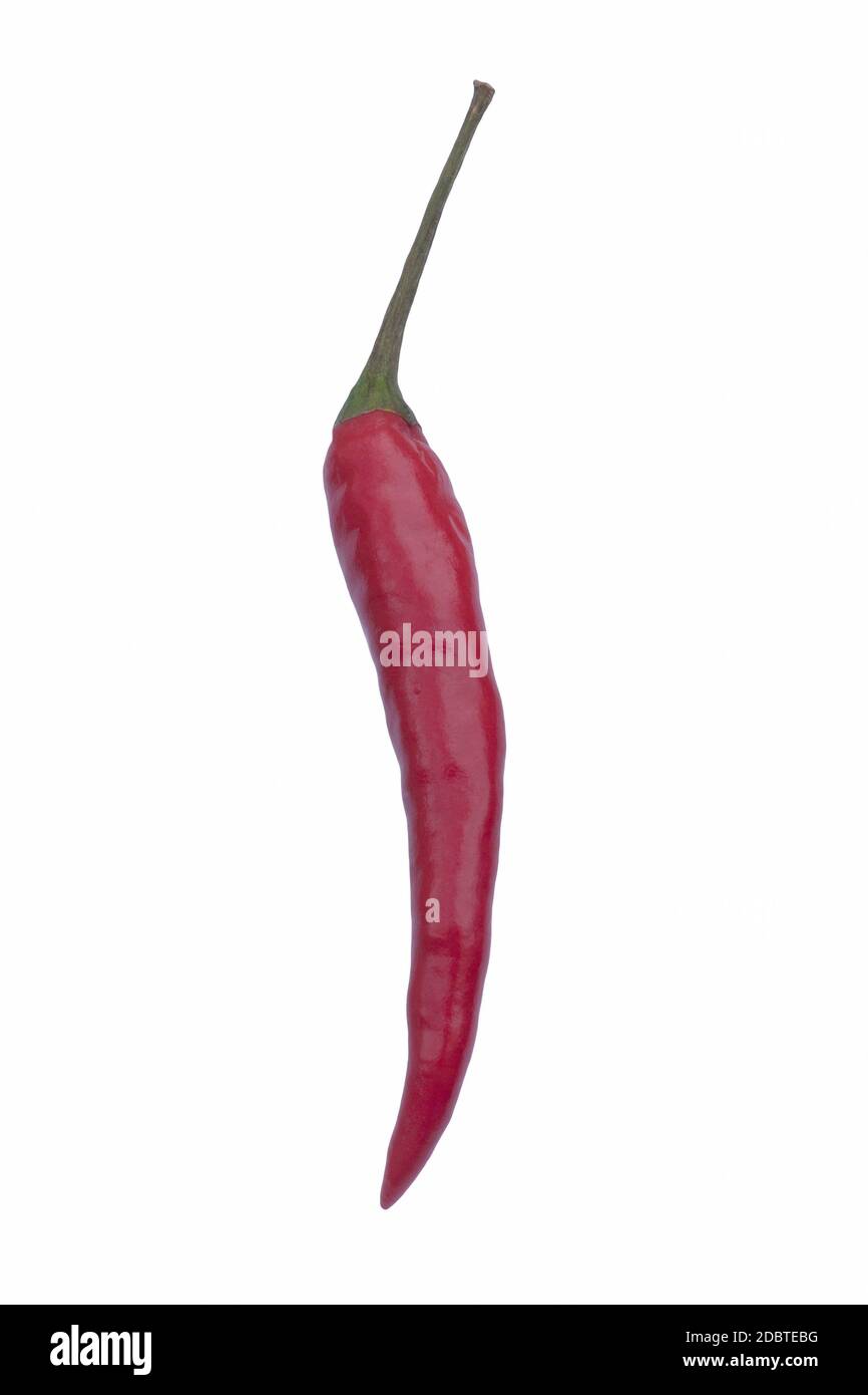 Vietnamesische Paprika (Capsicum annuum vietnamesische Paprika). Auch vietnamesisches Chili genannt. Bild von einzelnen Pfeffer isoliert auf weißem Hintergrund Stockfoto