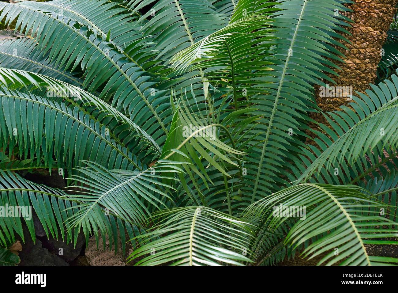 Dioon spinulosum dioon (Riese). Genannt Gummi Palm auch Stockfoto
