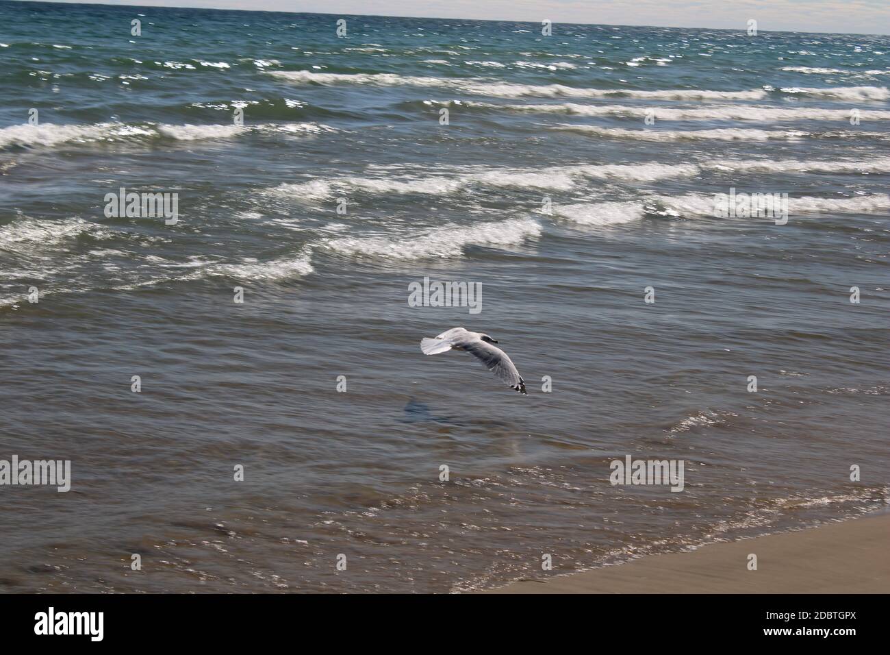 möwe im Flug über dem Wasser Stockfoto