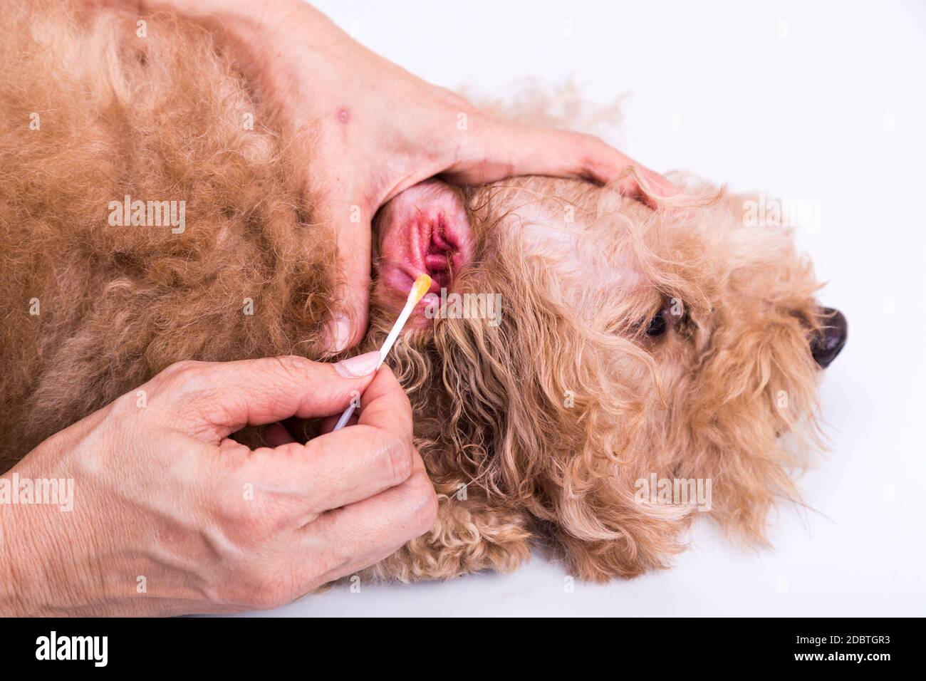Person Reinigung entzündlichen Ohr des Hundes mit Wattestäbchen Stockfoto