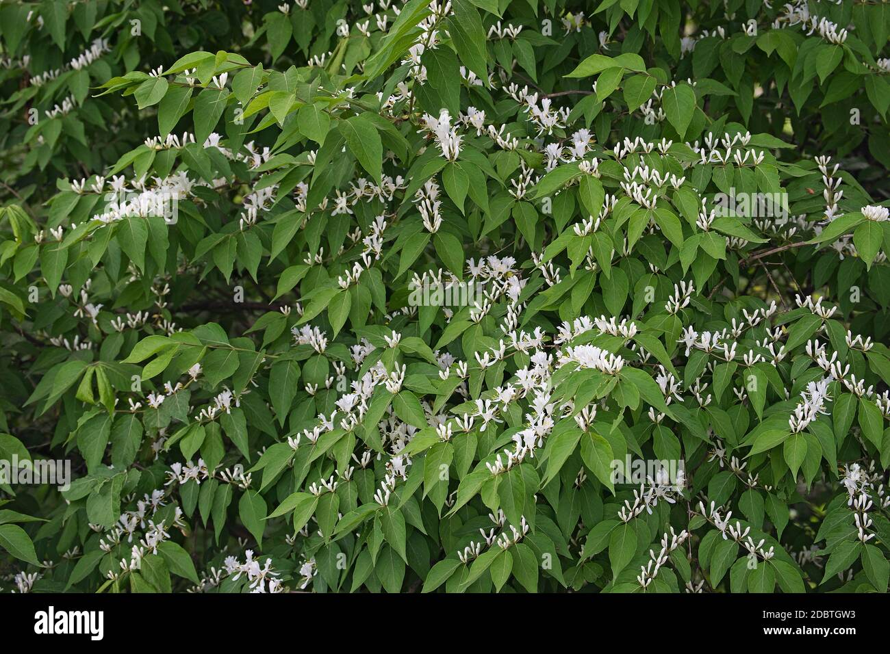 Amur Honeysuckle (Lonicera maackii). Auch Bush Honeysuckle genannt Stockfoto