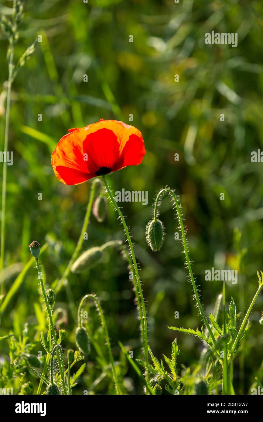 Cloes up von Mohn Blume in einer ländlichen Landschaft in Norddeutschland, perfekt für eine Grußkarte, Geschenktüte oder Kalender Bild Stockfoto