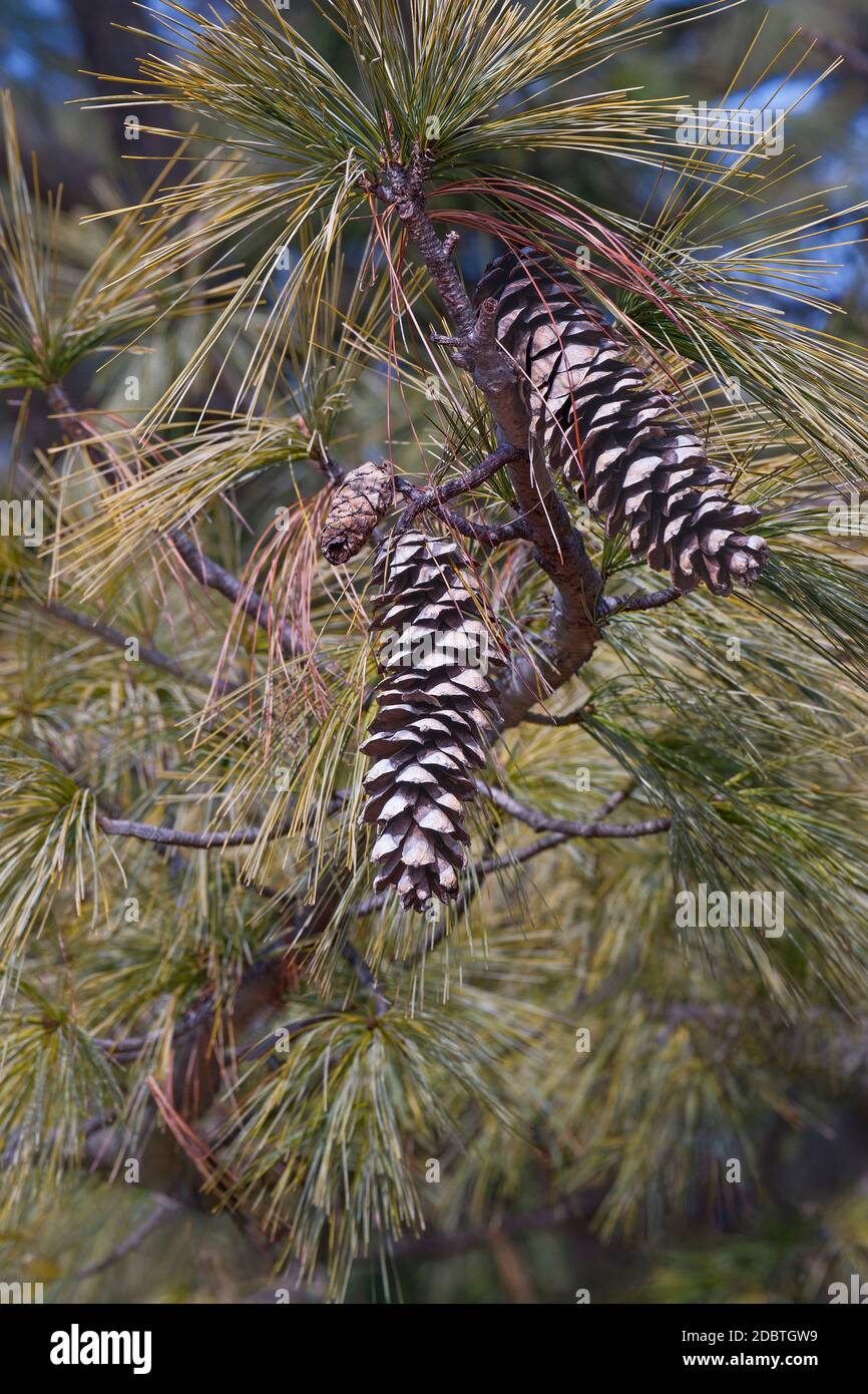 Bhutan Tannenzapfen (Pinus Wallichiana). Auch blaue Kiefer, Himalaya Tanne und Himalaya White Pine genannt. Eine weitere wissenschaftliche Namen sind Pinus Griffithii ein Stockfoto