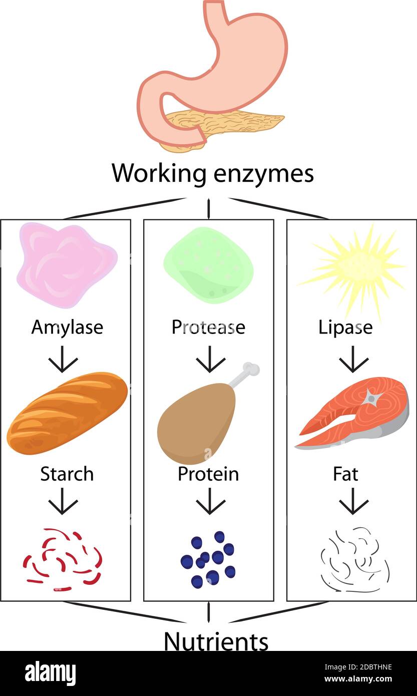 Die Arbeit der Enzyme, die die Umwandlung verdaute Nahrung in Nährstoffe Vector Illustration Infografiken Stockfoto