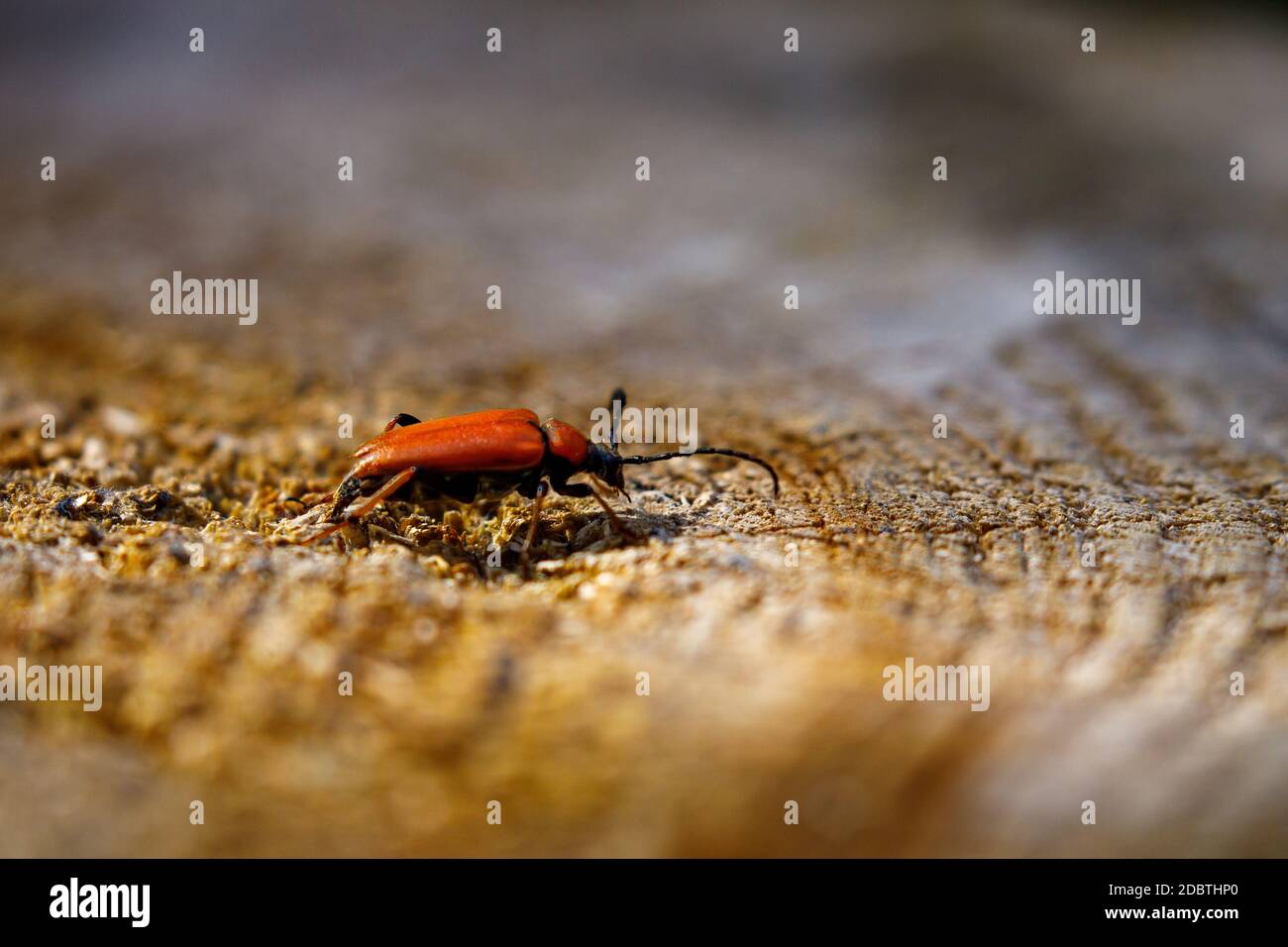 Ein Longhorn Beetle oder eine rote Halsklammer Stockfoto