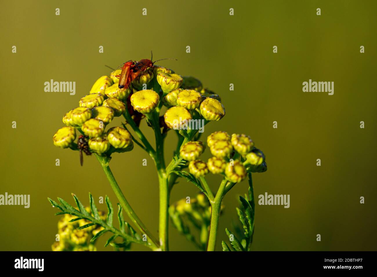 Ein Longhorn Beetle oder eine rote Halsklammer Stockfoto