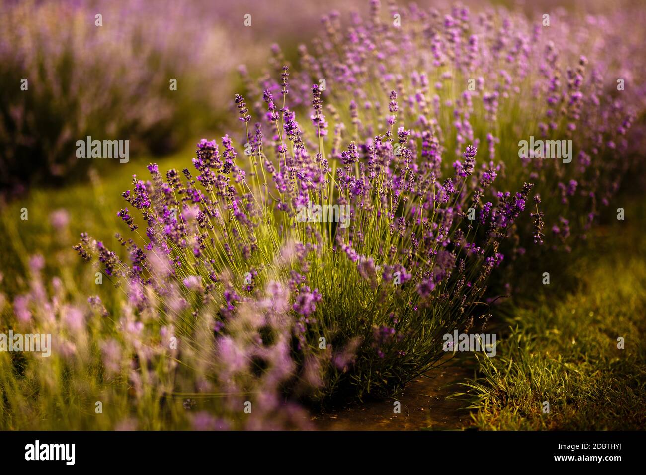 Malerisches Lavendelfeld im Morgengrauen. Nahaufnahme des Fotos. Lavendel blühte. Die Sonne wärmt die Blumen sanft Stockfoto