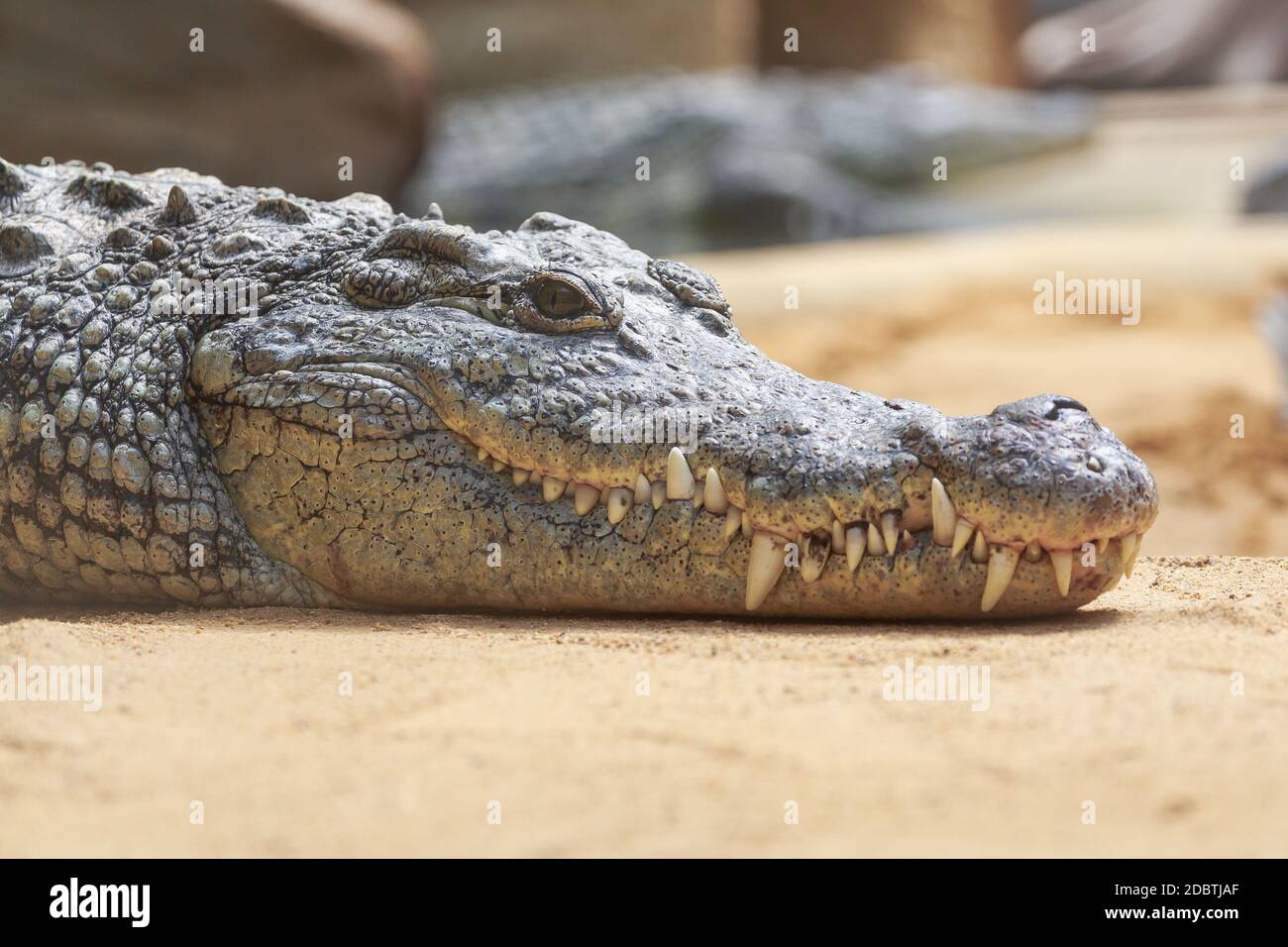 Nilkrokodil Stockfoto