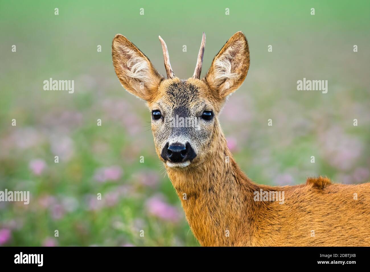 Jungtier-Reh, capreolus capreolus, stehend auf Wiese aus der Nähe. Junger Buck schaut auf die Kamera. Unreifes Tier beobachten in Klee Stockfoto