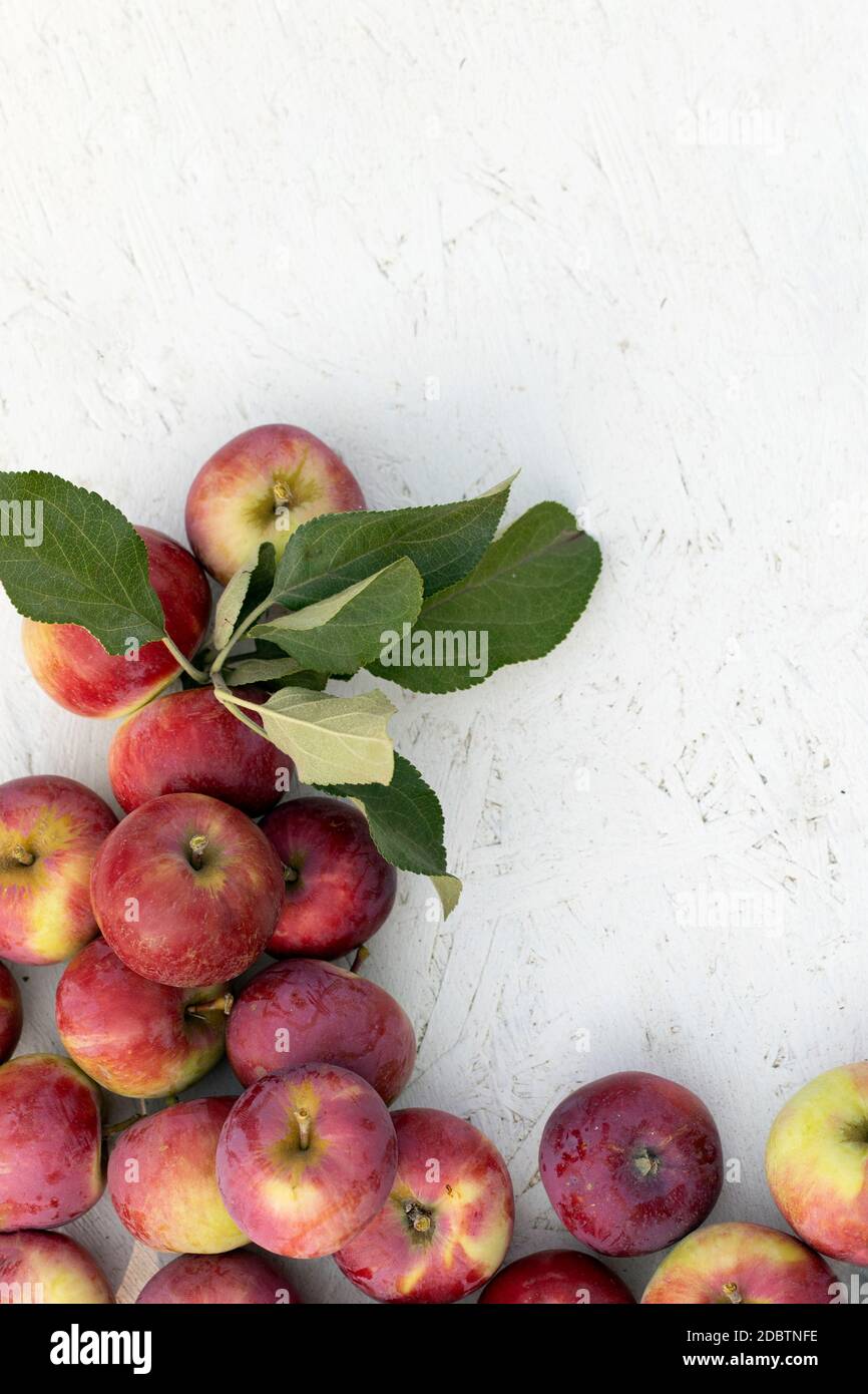 Frische rote Äpfel mit grünen Blättern auf weißer Holzfläche. Draufsicht mit Platz für Text. Stockfoto
