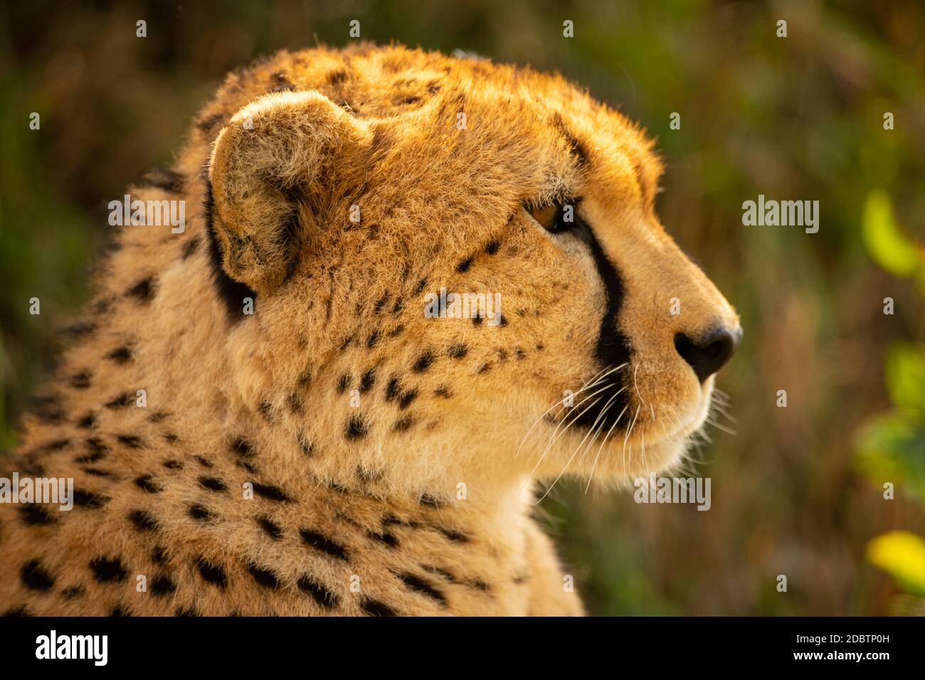 Nahaufnahme des Geparden im Profil nach rechts Stockfoto