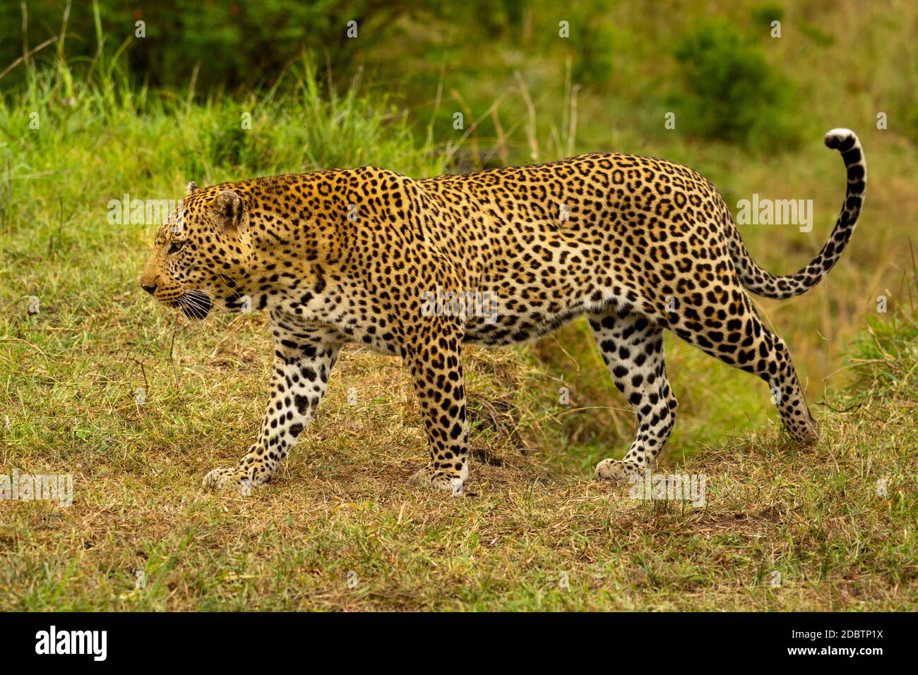 Leopard geht entlang grasbewachsenen Ufer in Richtung links Stockfoto