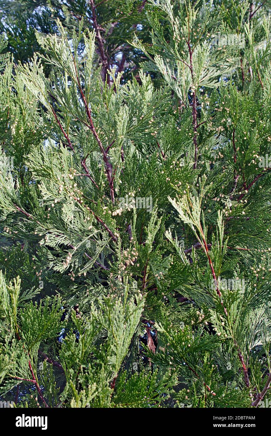 Weihrauch Zeder (Calocedrus decurrens) Stockfoto