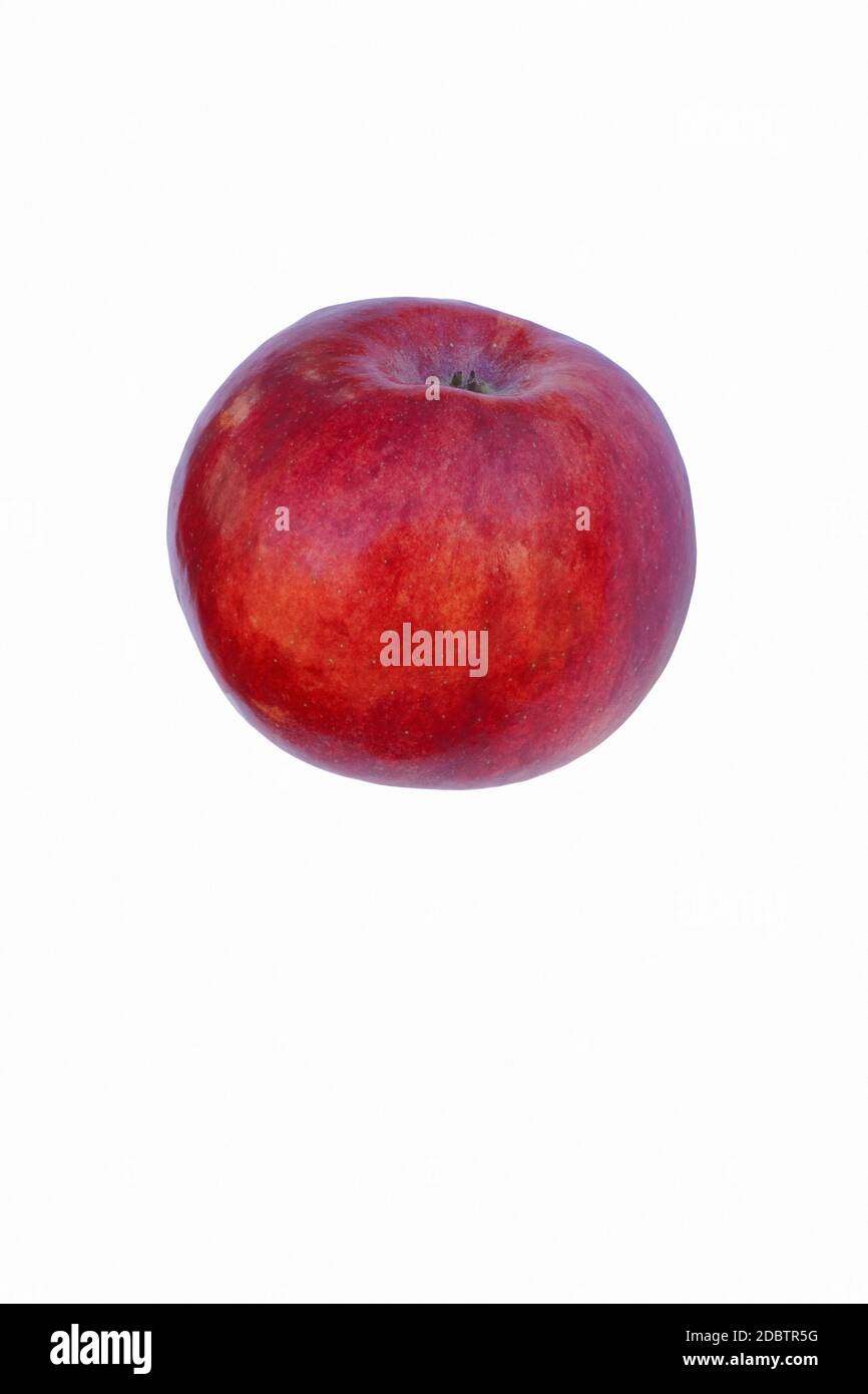 Cortland Apfel (Malus domestica Cortland). Hybrid zwischen Ben Davis und McIntosh Äpfel. Bild von einem einzelnen Apfel isoliert auf weißem Hintergrund Stockfoto
