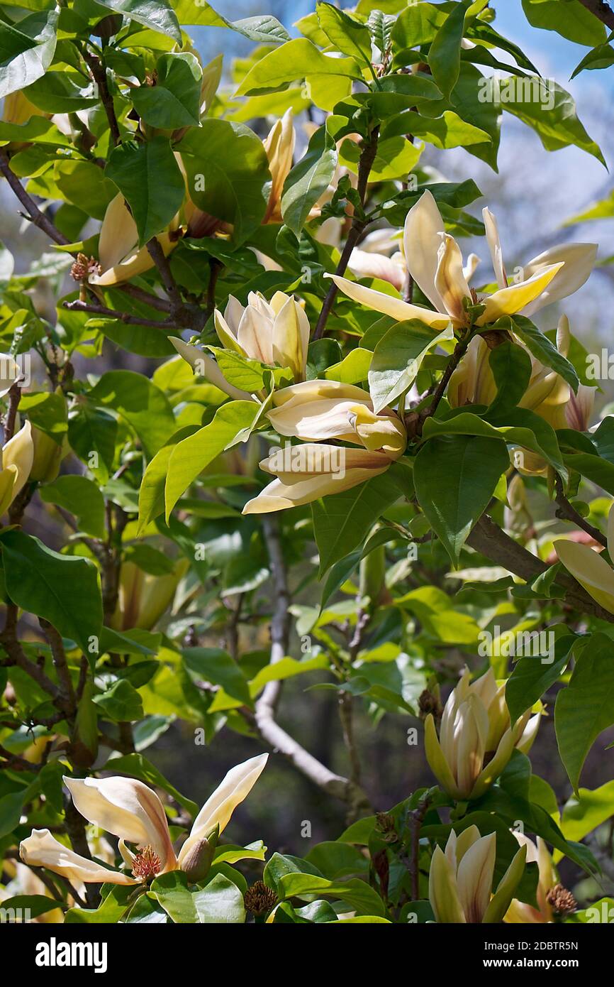 Hattie Carthan magnolia (Magnolia brooklynensis Hattie Carthan). Hybrid zwischen Magnolia brooklynensis und Magnolia brooklynensis Evamaria Stockfoto