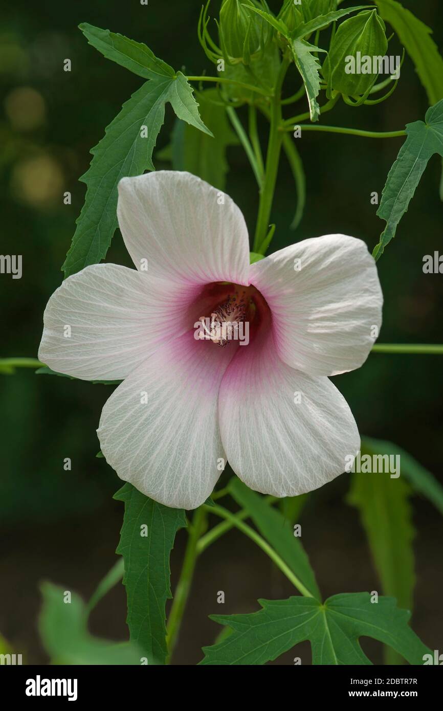 Roselle (Hibiscus sabdariffa) Stockfoto