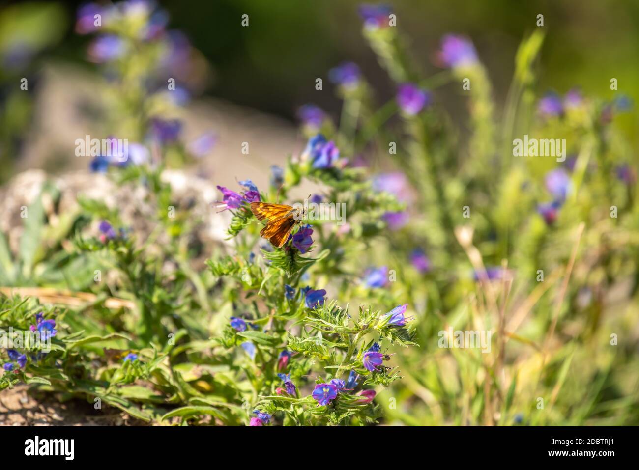 Dickkopf-Schmetterlinge Stockfoto