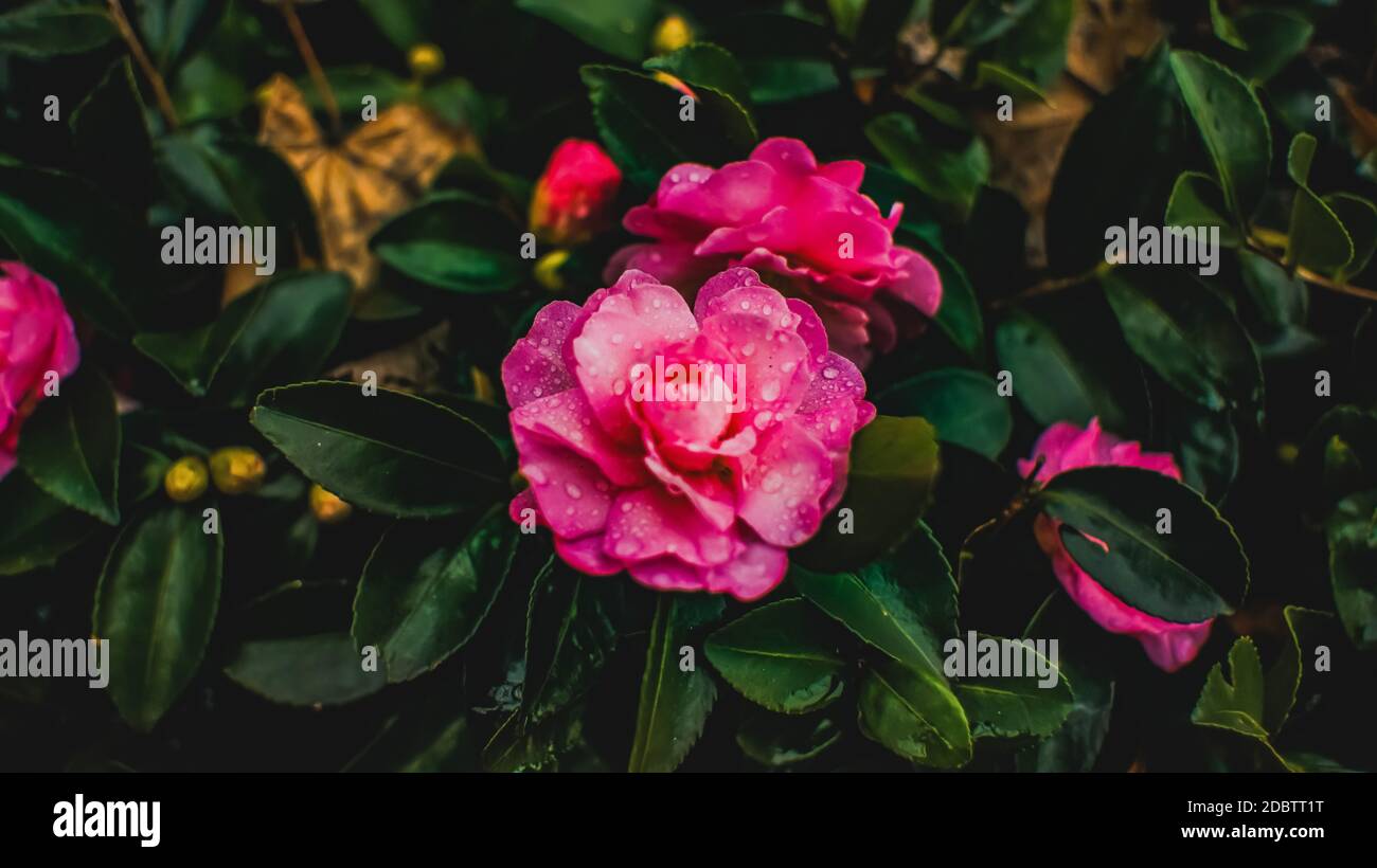 Eine rosafarbene Gallica Rose, die im Regen nass ist Stockfoto