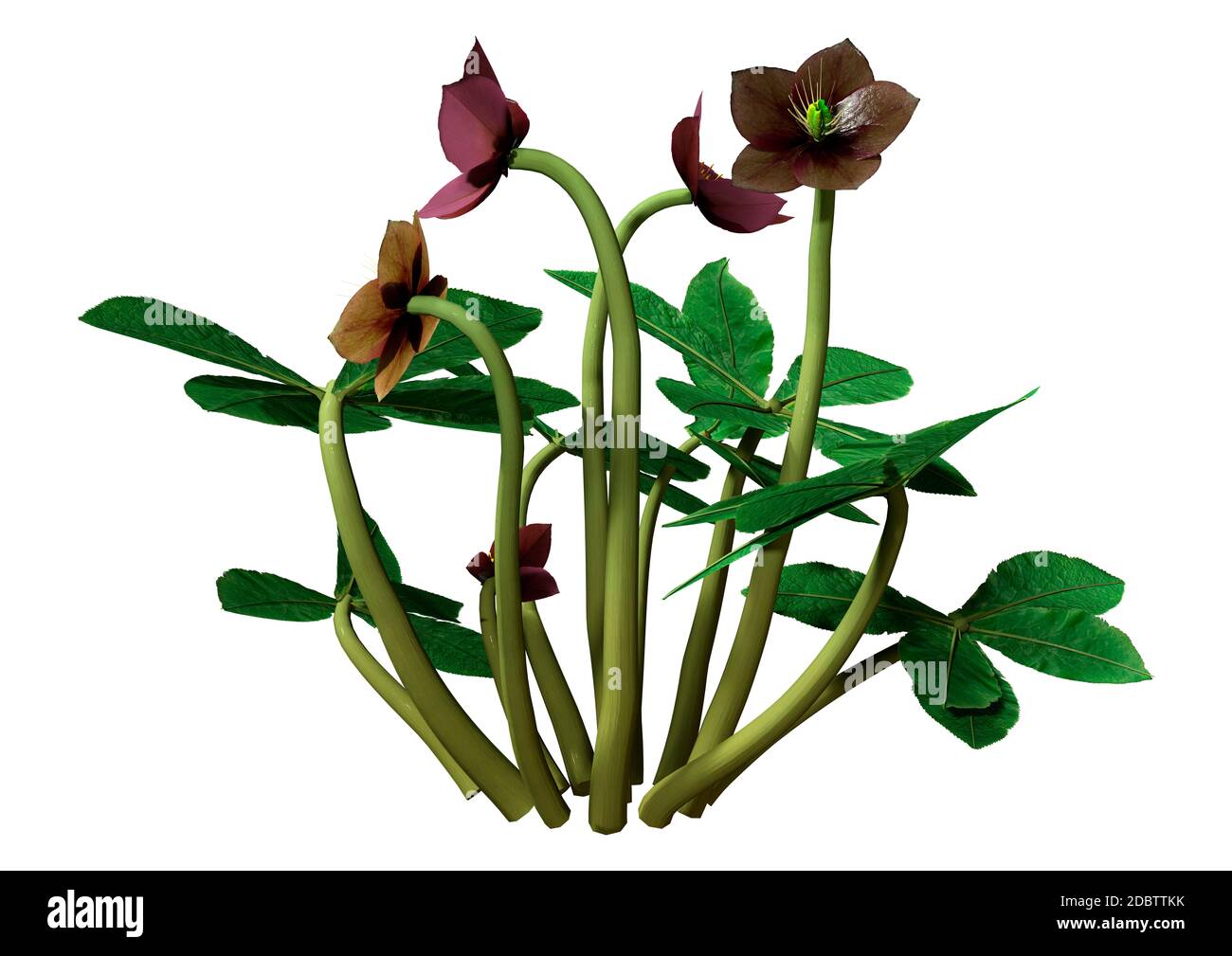3D-Rendering von Helleborus orientalis oder Fastenrose oder Weihnachtsrosenblüten isoliert auf weißem Hintergrund Stockfoto