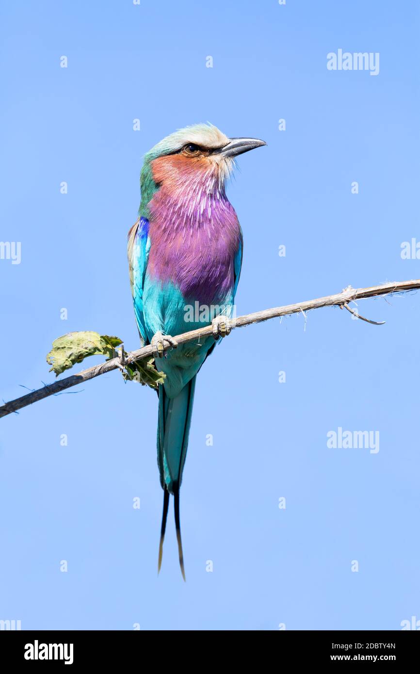 Schönen farbigen Vogel lila-brested Roller, Coracias caudata, Moremi Game Reserve, Botswana Safari und Wildlife. Stockfoto
