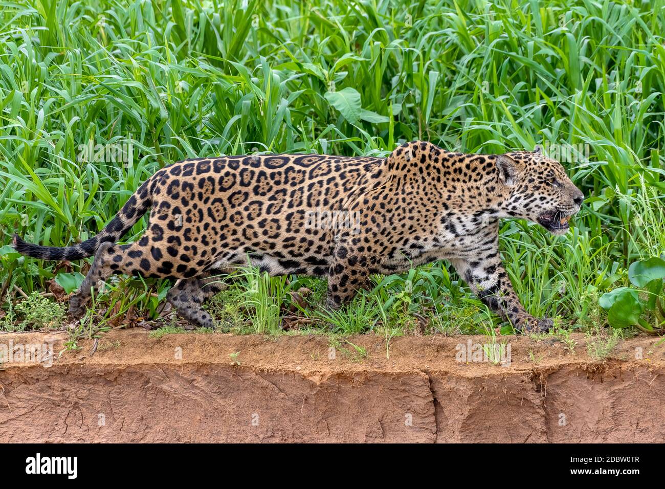 Jaguar (Panthera onca), Weibchen, wandert am Flussufer, Matto Grosso do Sul, Pantanal, Brasilien Stockfoto