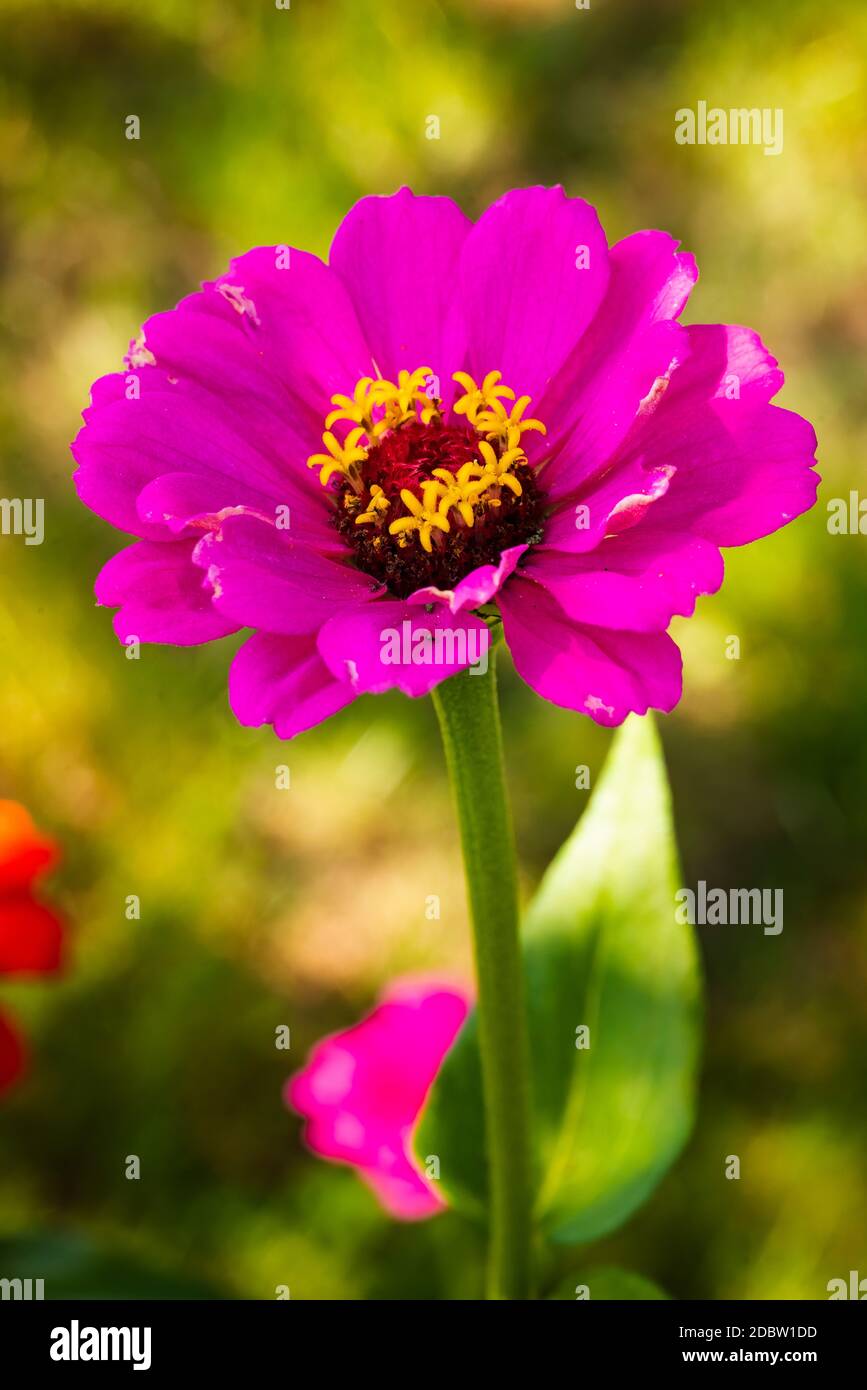 Tithonia rotundifolia Blume im Garten vor grünem Hintergrund. Blumenmotiv Stockfoto