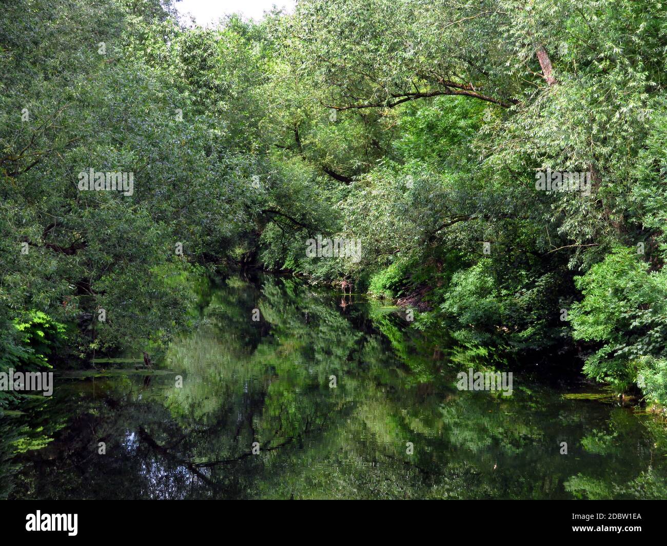 Tiefland-Uferwald an der Ruhr in Arnsberg mit spiegelnden Bäumen Stockfoto