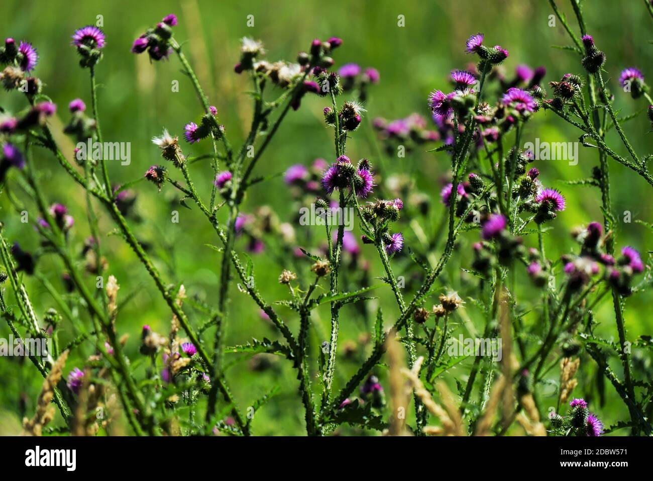 Wunderschöne Distelblüten im Sommer unter blauem Himmel Stockfoto