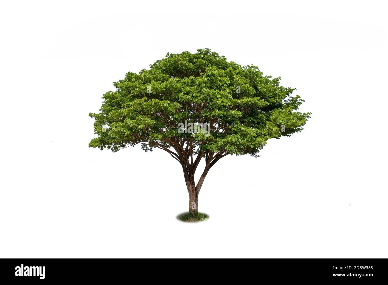 Ostindischer Walnussbaum, grüner Regenbaum oder Affenrute auf weißem Hintergrund mit dem Kletterpfad. Stockfoto
