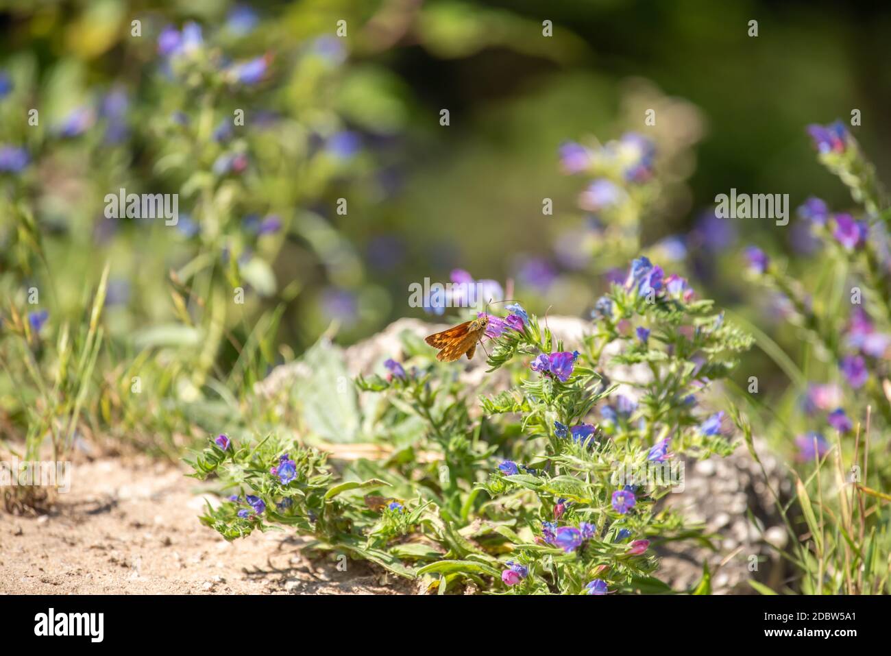 Dickkopf-Schmetterlinge Stockfoto