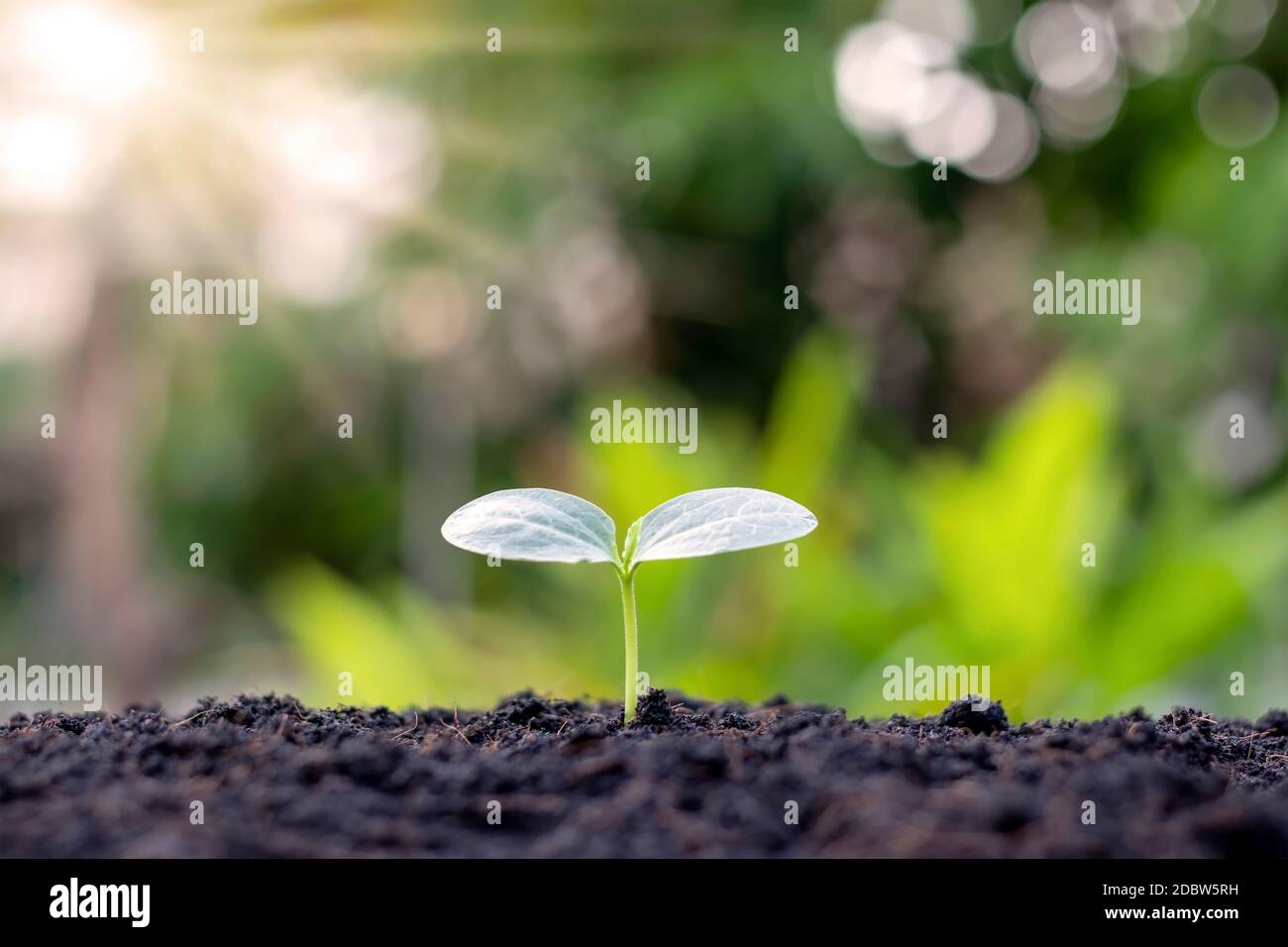 Kleine Bäume, die auf dem Boden wachsen und wachsen, einschließlich Morgensonne, das Konzept des Pflanzenwachstums und Investitionen für die Landwirtschaft. Stockfoto