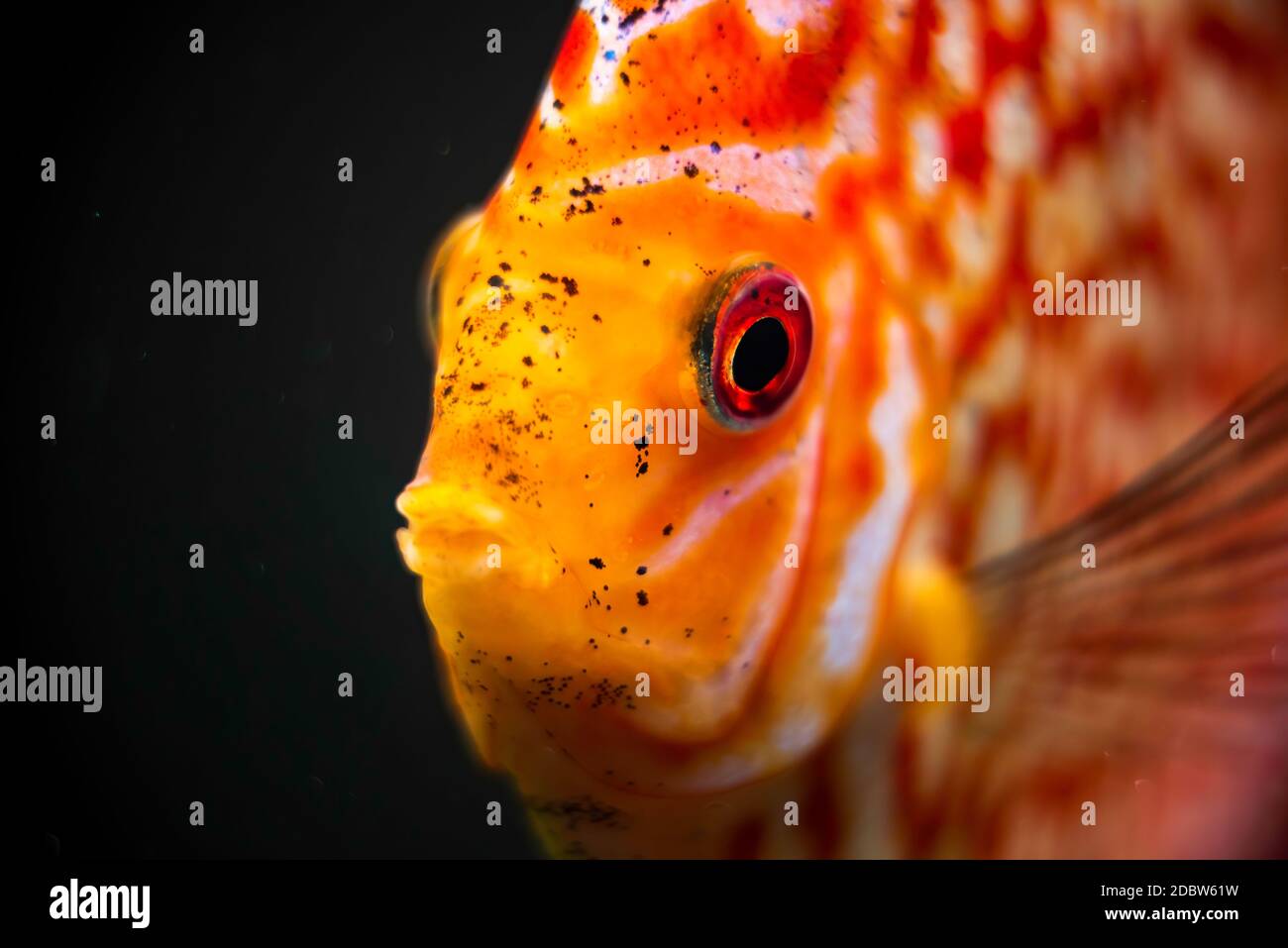 Rote, orange Diskus Fische detailierte Nahaufnahme im Aquarium. Fischzucht. Stockfoto