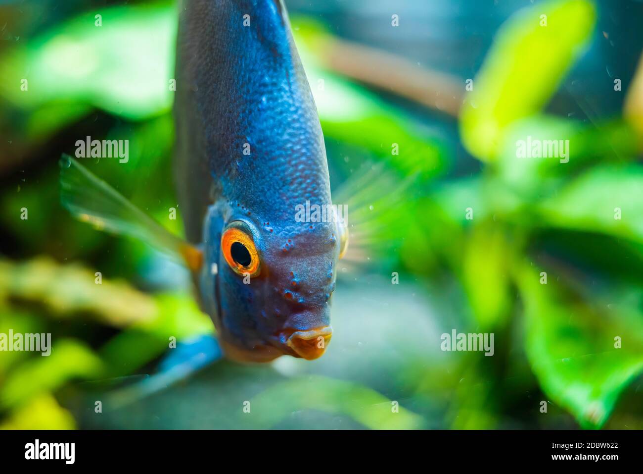 Blaue Diskus Fische detaillierte Nahaufnahme im Aquarium. Fischzucht. Stockfoto
