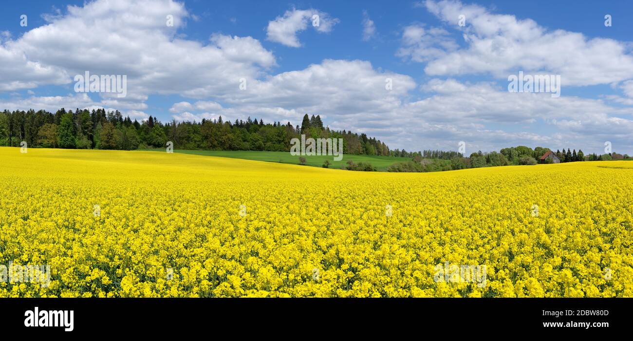 Frühlingslandschaft mit einem großen, gelb blühenden Rapsfeld Stockfoto